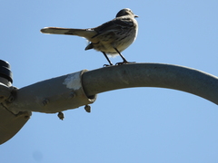 Mimus thenca