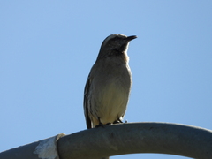 Mimus thenca