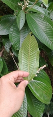 Miconia multispicata