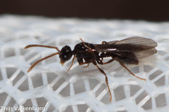 Myrmecina graminicola