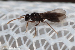 Myrmecina graminicola