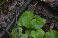 Viola renifolia