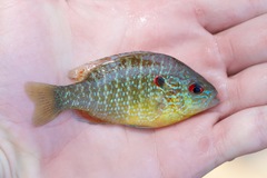 Lepomis peltastes
