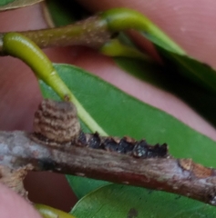 Kokkocynips difficilis