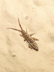 Orchesella