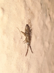Orchesella