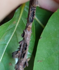 Kokkocynips difficilis