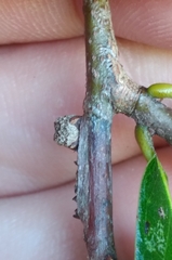 Kokkocynips difficilis