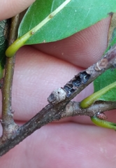 Kokkocynips difficilis