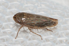 Athysanini