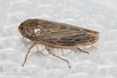 Athysanini
