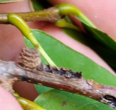 Kokkocynips difficilis