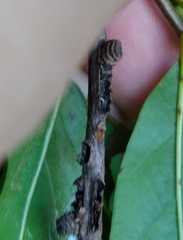 Kokkocynips difficilis