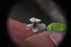 Viola renifolia