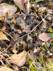 Peltigera praetextata