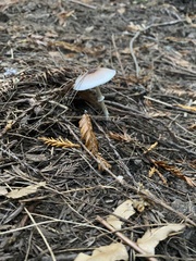 Lepiota atrodisca