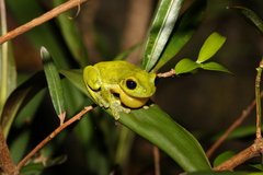 Ranoidea chloris