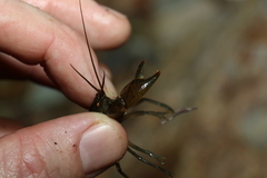 Cherax depressus