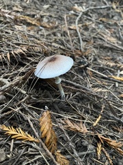 Lepiota atrodisca