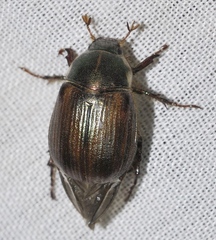 Anomala quadripunctata