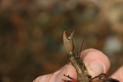 Cherax depressus