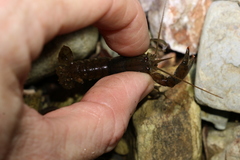 Cherax depressus
