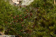 Grimmia pulvinata