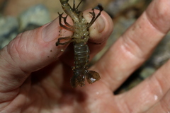 Cherax depressus