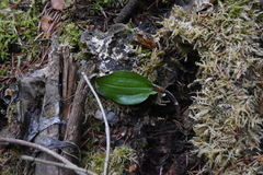 Calypso bulbosa