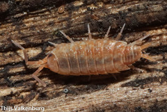 Porcellionides cingendus