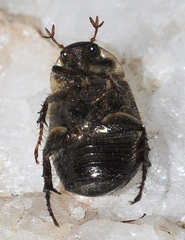 Anomala quadripunctata
