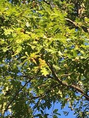 Quercus cerris