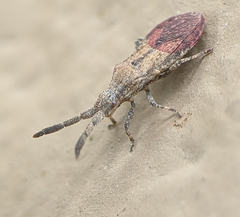 Scolopocerus secundarius