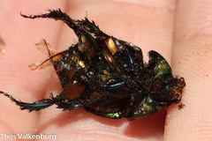 Sericotrupes niger