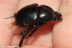Sericotrupes niger