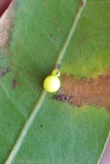 Zopheroteras