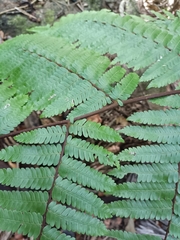 Alsophila portoricensis