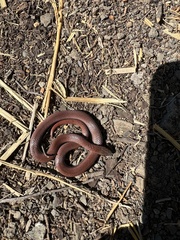 Contia tenuis