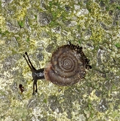 Helicodonta obvoluta