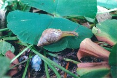 Bulimulus bonariensis