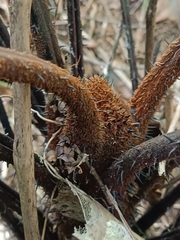 Alsophila portoricensis