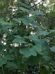 Acer opalus
