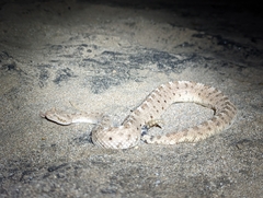 Crotalus cerastes