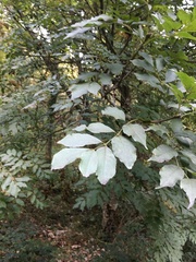 Fraxinus ornus