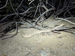 Crotalus cerastes