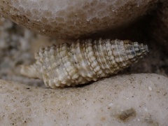 Cerithiidae