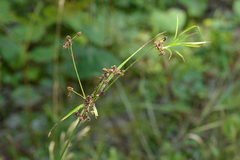 Scirpus microcarpus