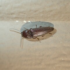 Elateridae