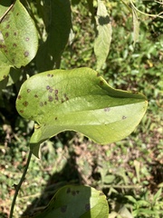 Smilax rotundifolia