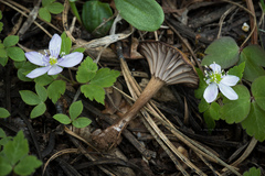 Pseudoomphalina angelesiana